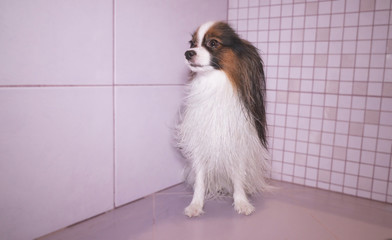 Papillon dog is blow dry after bathing in the bathroom