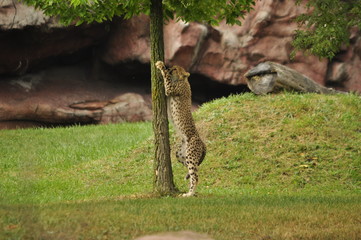 Cheetah