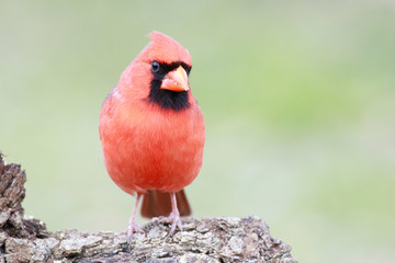 Northern cardinal perched on a trunk backyard home feeder