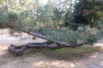 珍しい形の松の木