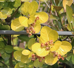 Obraz premium 겨울 광나무 잎