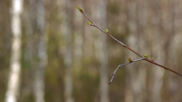 Twig of young birch with buds in spring. Close up.
