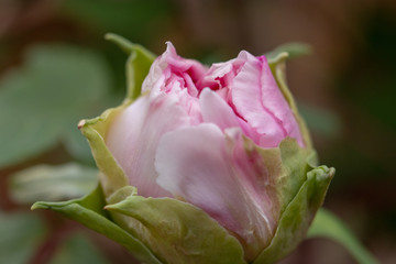 Peony flower, Tokyo, Taito city, Japan