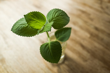 green leaves on glass bottle