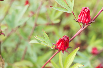 red roselle flowers