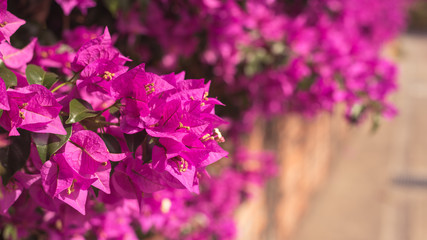 purple bougainvillea flowers - obrazy, fototapety, plakaty
