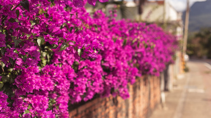 Fototapeta na wymiar purple bougainvillea flowers