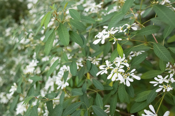 white flowers in the outdoor