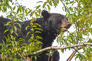 In Cades Cove, a Black Bear is in a tree, feeding on ripe cherries.