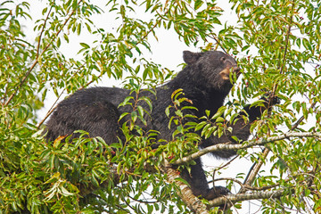 In Cades Cove, a Black Bear is in a tree, feeding on ripe cherries.