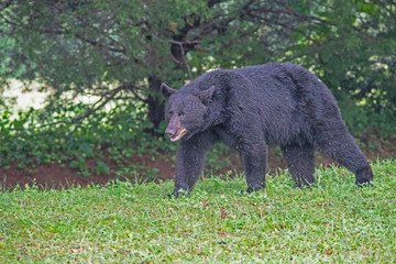 A Black Bear looks in the trees hunting for ripe cherries.