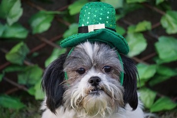 Black and White Shih Tzu Dog Ready for St. Patrick's Day. The dog is wearing holiday costume for St. Patty's Day. Photos are outside with ivy plants in the background.