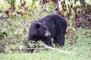 A Black Bear is feeding on ripe cherries in Cades Cove.