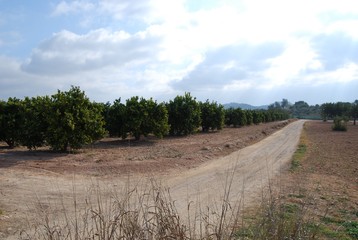Fototapeta premium Orange Tree Path, Valencia, Spain