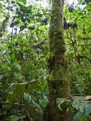 Pahuma orchid reserve, located about an hour northwest of Quito, Ecuador.
