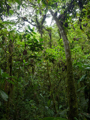 Pahuma orchid reserve, located about an hour northwest of Quito, Ecuador.