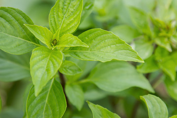 Sweet basil tree herb in organic farm 