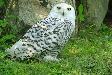 Snow Owl