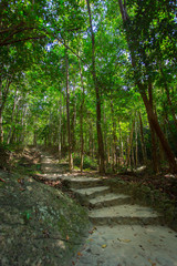 Pathway Through Green Forest