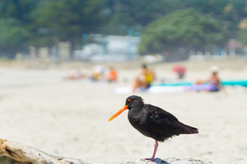 Two black oystercatchers on log on beach watching the sea and surfers.