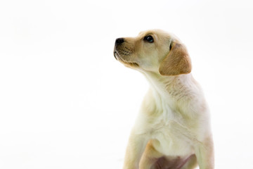 Small Yellow Lab Puppy