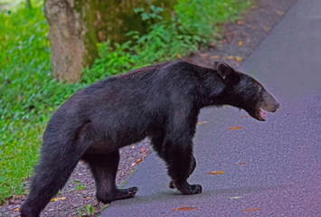 A Black Bear crosses the paved road in Cades Cove.