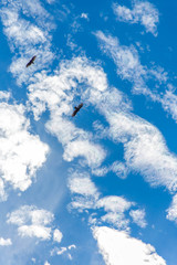 Birds flying in the blue sky