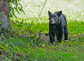 Naklejka na ściany i meble Black Bears hunt for ripe berries in Cades Cove.