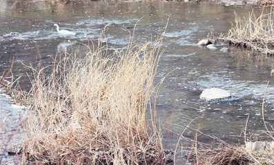 겨울 냇가에 백로와 갈대