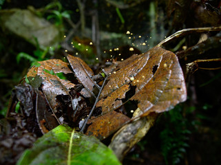 Pahuma orchid reserve, located about an hour northwest of Quito, Ecuador.
