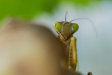 Praying mantis macro image