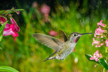 Hummingbird visits pink small flowers in some drizzle