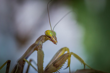 Praying mantis macro image