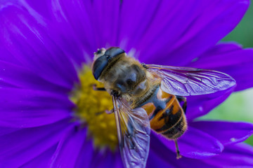 Bee sitting on the pollen of a colorful flower close up