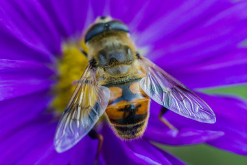 Bee sitting on the pollen of a colorful flower close up