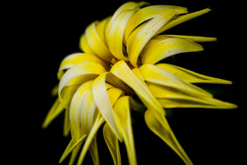 Close up image of the yellow flower