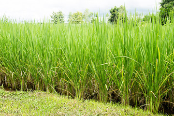 Green rice field in farm 