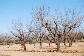 Almond Orchard in Valencia Spain