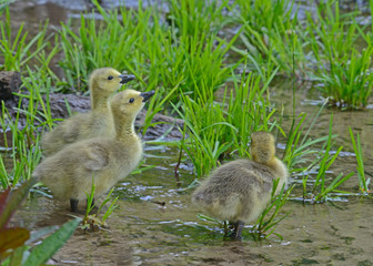 Baby Canada Goose chicks drinking water.
