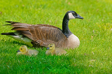 Obraz premium Canada Goose mother is resting with her chicks.