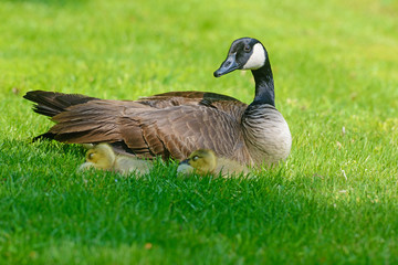 Canada Goose mother is resting with her chicks.