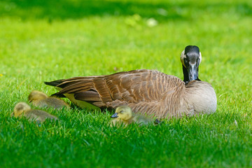 Canada Goose mother is resting with her chicks.