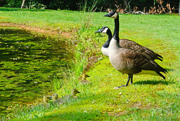 Canada Goose parents walking with their chicks.