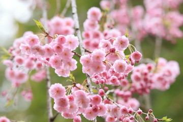 シダレザクラ（枝垂桜）　Cherry Blossoms