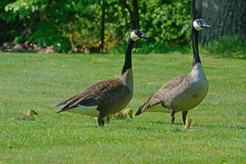 Obraz premium Canada Goose parents walking with their chicks.