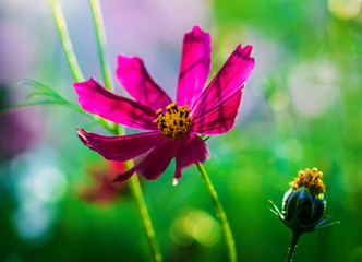 Cosmos flowers on a blurred background.