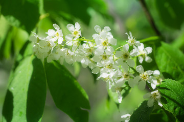 Branch of flowering bird cherry in white flowers