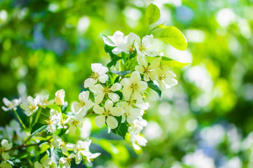 Branch of a blossoming apple tree in white flower