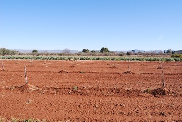 Farmland in Valencia Spain