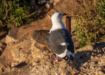 Seagull looking around while perched on ledge